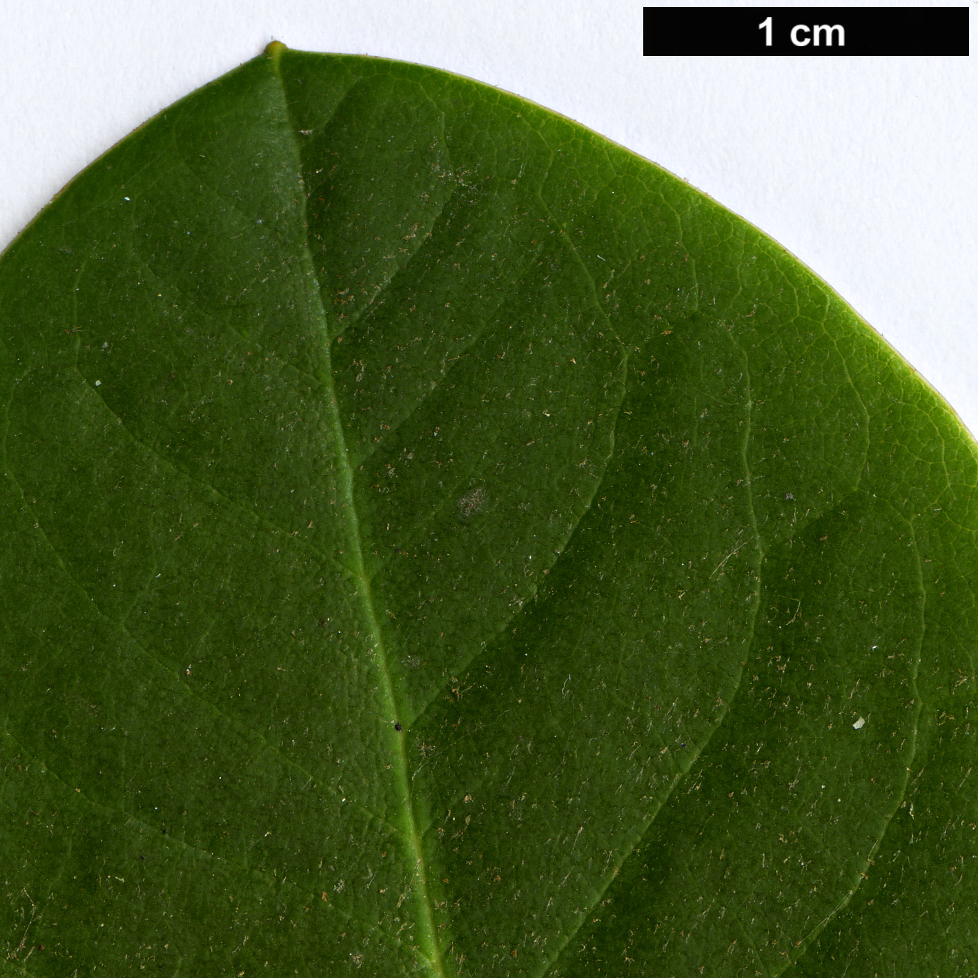 High resolution image: Family: Ericaceae - Genus: Rhododendron - Taxon: clementinae - SpeciesSub: subsp. aureodorsale